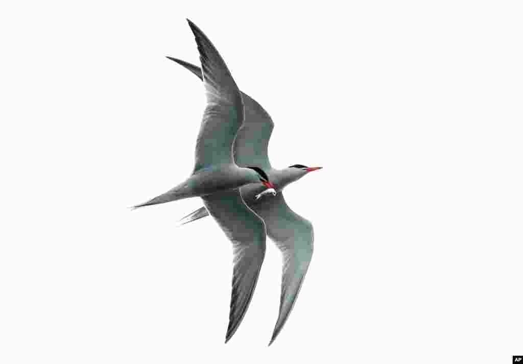 One common tern shadows another carrying a bait fish plucked from the waters of Casco Bay, July 10, 2019, in Portland, Maine.
