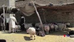کوئٹہ کی مویشی منڈیوں میں کانگو وائرس کے باعث رش کم رہا