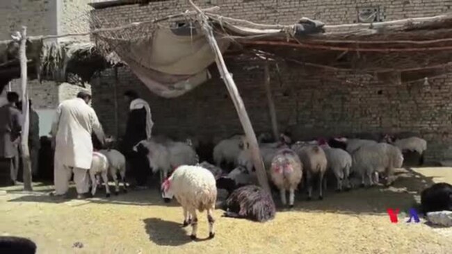 کوئٹہ کی مویشی منڈیوں میں کانگو وائرس کے باعث رش کم رہا