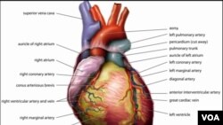 Anatomi jantung manusia (foto: Wikipedia). Tim ilmuwan AS berhasil menumbuhkan kembali otot jantung untuk mengganti jaringan yang mati akibat serangan jantung.