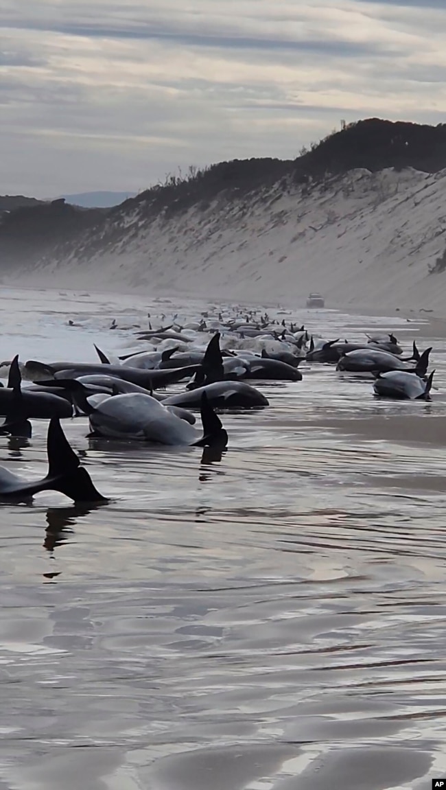 This photo provided by Huon Aquaculture, shows whales stranded at Macquarie Harbour in Strahan, Tasmania, Australia Wednesday, Sept. 21, 2022. About 230 whales have been stranded on Tasmania’s west coast, just days after 14 sperm whales were found beached on an island off the southeastern coast. (Andrew Breen/Huon Aquaculture via AP)