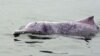 Hong Kong's Pink Dolphins Enjoy Comeback as Pandemic Slows Marine Traffic 