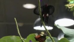 Izložba leptira u Smithsonian Muzeju prirodopisa: živa i opčinjavajuća