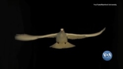 Інженери Стенфордського університету побудували роботизованого голуба. Відео