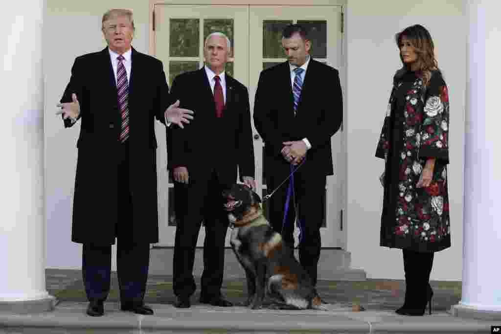 President Donald Trump, Vice President Mike Pence and first lady Melania Trump present Conan, the military working dog injured in the successful operation targeting IS leader Abu Bakr al-Baghdadi, in the Rose Garden at the White House, Nov. 25, 2019.