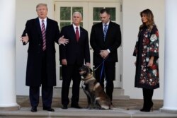 President Donald Trump, Vice President Mike Pence and first lady Melania Trump, present Conan, the military working dog injured in the successful operation targeting Islamic State leader Abu Bakr al-Baghdadi, in the Rose Garden at the White House, Nov. 25