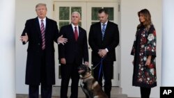 President Donald Trump, Vice President Mike Pence and first lady Melania Trump, present Conan, the military working dog injured in the successful operation targeting IS leader Abu Bakr al-Baghdadi, in the Rose Garden, Nov. 25, 2019, in Washington.