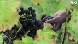 Montmartre Harvests Grapes for Own Brand of Paris Wine