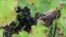 Montmartre Harvests Grapes for Own Brand of Paris Wine