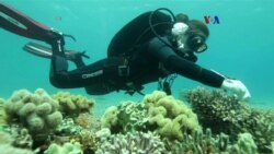 Coral resistente a cambio climático