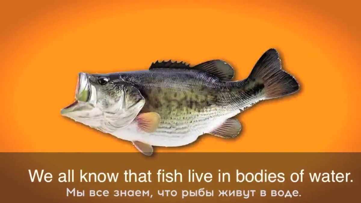 25 рыба. Fishy голоса. The Fearless Fish out of Water.