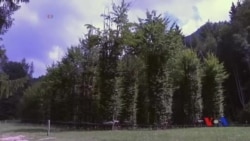 သစ်ပင်နဲ့ ဘုရားကျောင်းပုံစံဖန်တီး