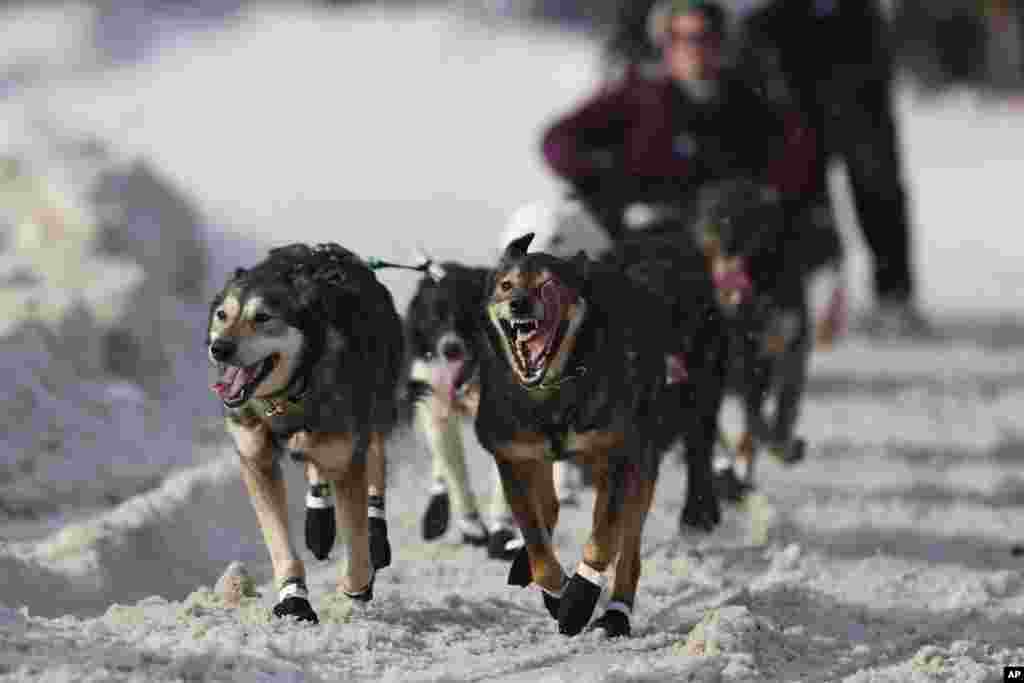 Sled dogs mushed by Jeff Deeter (33) of Fairbanks, Alaska, run during the Ceremonial Start of the Iditarod Trail Sled Dog Race in Anchorage, Alaska, March 1, 2025.