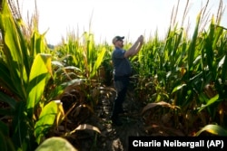 Short corn is seen in one of farmer Cameron Sorgenfrey's fields, Monday, Sept. 16, 2024, in Wyoming, Iowa. (AP Photo/Charlie Neibergall)