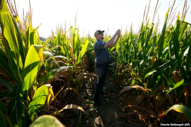 Short corn is seen in one of farmer Cameron Sorgenfrey's fields, Monday, Sept. 16, 2024, in Wyoming, Iowa. (AP Photo/Charlie Neibergall)