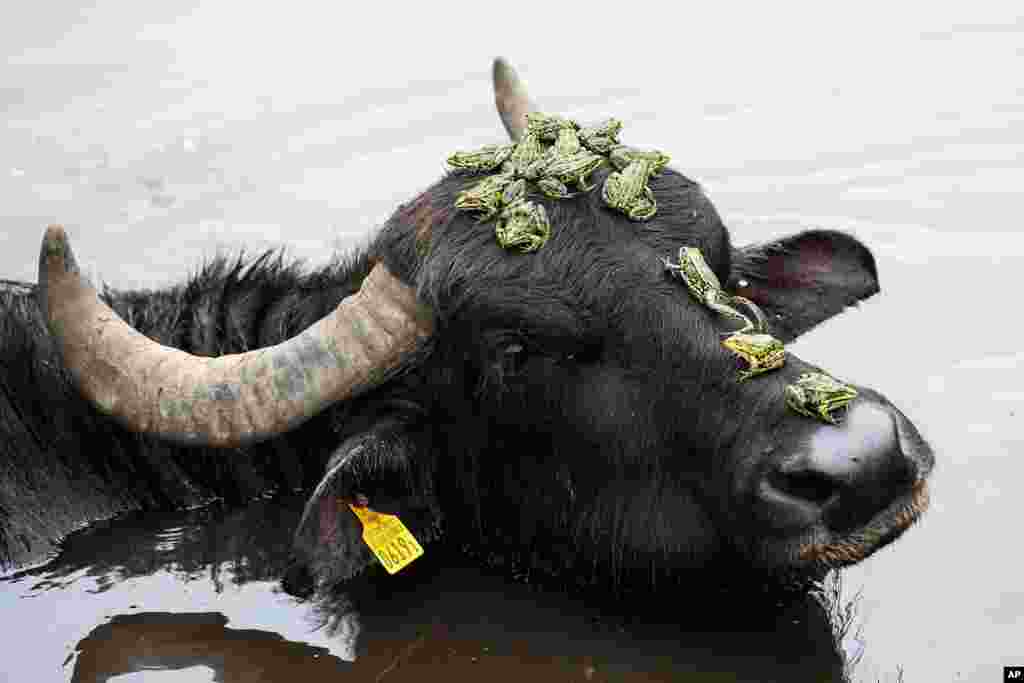 Pool frogs sit on the head of a water buffalo in the little nature reserve &#39;Gwattmoesli&#39;&#39; in Gwatt, Switzerland. (Image: Peter Schneider/Keystone).