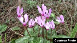 Persian Cyclamen, the national flower of Israel, blooms in winter. (Tel Aviv University Botanical Garden) 