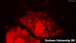 This video screen shot shows what happens when nanomachines drill through the cell membrane. The tiny motors drill through the nucleus and the entire cell disintegrates. (Photo courtesy Durham University UK)