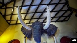 FILE - An elephant head wall trophy is on display at the Nesbitt Castle in Bulawayo, Zimbabwe, in this April 23, 2018 file photo. Nearly half of the world's migratory species are in decline, according to a new United Nations report released February 12, 2024.