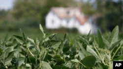 FILE - Soybean plants grow in a field in front of a farm house in Locust Hill, Va., Sept.