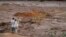 A couple with missing relatives look at the flooded area, after a dam collapsed in Brumadinho, Brazil, Jan. 26, 2019. 