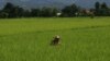 Asian Development Bank Calls for End to Rice Subsidies