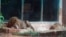 FILE - Two lions sleep on a rainy day inside their enclosure at the Dr. Juan A. Rivero Zoo in Mayaguez, Puerto Rico, July 7, 2017. 