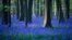 Wild bluebells blooming turn Hallerbos, a forest also known as the "Blue Forest", into a blue carpet of flowers near Halle, Belgium.