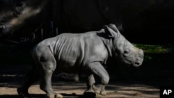 Silverio, un rinoceronte blanco de 12 días de nacido, de pie junto a su madre Hannah, durante su presentación en el zoológico Buin de Santiago de Chile, el martes 2 de julio de 2024. 
