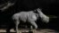 Silverio, un rinoceronte blanco de 12 días de nacido, de pie junto a su madre Hannah, durante su presentación en el zoológico Buin de Santiago de Chile, el martes 2 de julio de 2024. 