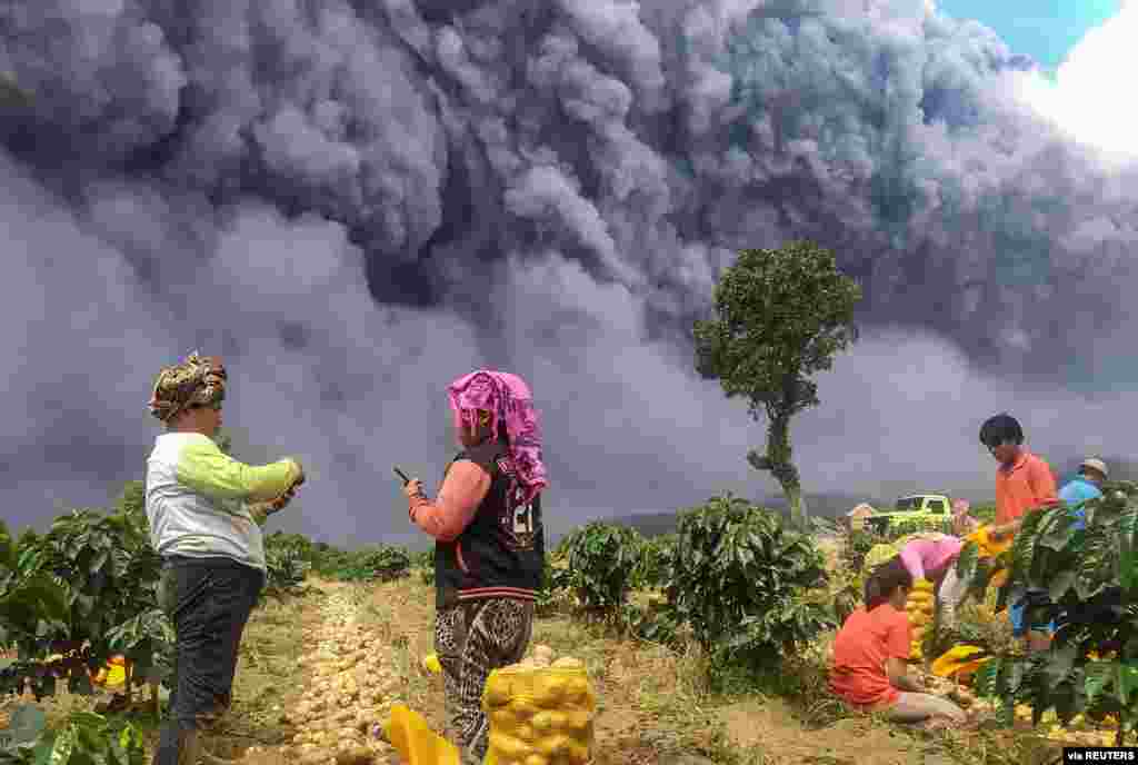 Locals harvest their potatoes as Mount Sinabung spews volcanic ash in Karo, North Sumatra province, Indonesia. (Credit: Antara Foto)