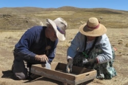 Excavations at Wilamaya Patjxa, Peru. (Photo: Randall Haas)