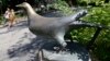Passenger Pigeons, Now Extinct, Needed Big Flocks to Survive