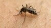 FILE - A female Aedes aegypti mosquito, known to carry diseases such as dengue, Zika and yellow fever, acquires a blood meal on the arm of a researcher at the Biomedical Sciences Institute of Sao Paulo University in Sao Paulo, Brazil, Jan. 18, 2016.