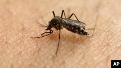 FILE - A female Aedes aegypti mosquito, known to carry diseases such as dengue, Zika and yellow fever, acquires a blood meal on the arm of a researcher at the Biomedical Sciences Institute of Sao Paulo University in Sao Paulo, Brazil, Jan. 18, 2016.