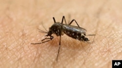 FILE - A female Aedes aegypti mosquito, known to carry diseases such as dengue, Zika and yellow fever, acquires a blood meal on the arm of a researcher at the Biomedical Sciences Institute of Sao Paulo University in Sao Paulo, Brazil, Jan. 18, 2016.