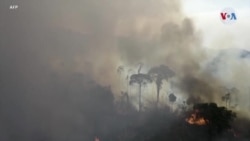 Deforestación avanza en América Latina