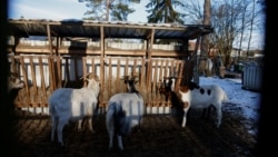 Kambing, yang akan dibunuh hari ini karena wabah penyakit kaki dan mulut, berdiri di sebuah peternakan di Schoeneiche, Jerman, 13 Januari 2025. (Axel Schmidt/REUTERS)