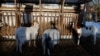 FILE- Goats, slated to be killed due to the outbreak of foot-and-mouth disease, stand on a farm in Schoeneiche, Germany, Jan. 13, 2025. China has banned the import of livestock from numerous countries, including Germany, because of disease concerns.