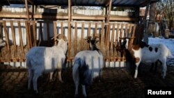 FILE- Goats, slated to be killed due to the outbreak of foot-and-mouth disease, stand on a farm in Schoeneiche, Germany, Jan. 13, 2025. China has banned the import of livestock from numerous countries, including Germany, because of disease concerns.