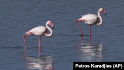 Flamingos walk at a salt lake in the southern coastal city of Larnaca, in the eastern Mediterranean island of Cyprus, Sunday, Jan. 31, 2021.(AP Photo/Petros Karadjias)