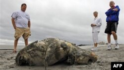 Bangkai penyu serta hewan laut lainnya ditemukan tersebar di sepanjang garis pantai Lambayeque, Peru utara. (Foto: Dok)