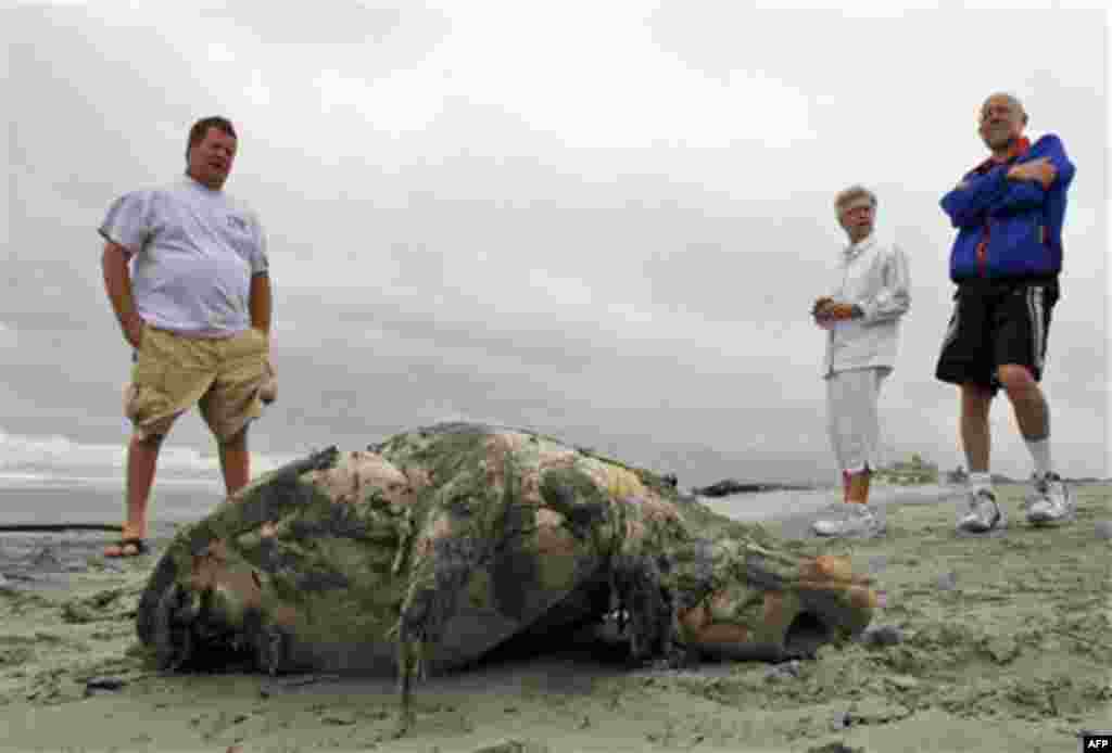 Beachgoers look at a dead sea turtle that washed up on the beach after Hurricane Irene, Sunday, Aug. 28, 2011, in Ventnor City, N.J. (AP Photo/Alex Brandon)