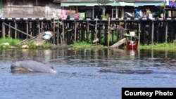 Pesut yang sedang berenang di sungai dengan latar belakang rumah-rumah panggung penduduk di tepian sungai Mahakam. (Foto: Yayasan Konservasi RASI)