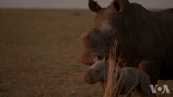 《最后的生灵》揭示犀牛大象灭绝的险境