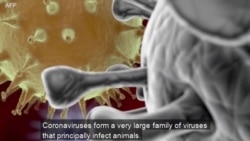 What Are Coronaviruses