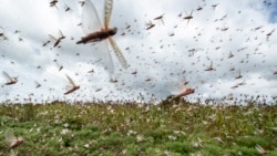 Swarms of desert locusts fly up into the air from crops in Katitika village, Kitui county, Kenya Friday, Jan. 24, 2020. Desert locusts have swarmed into Kenya by the hundreds of millions from Somalia and Ethiopia, countries that haven't seen such…