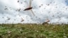 Plague of Locusts Attacking Crops in Horn of Africa