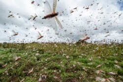 FILE - Swarms of desert locusts fly up into the air from crops in Katitika village, Kitui county, Kenya, Jan. 24, 2020.