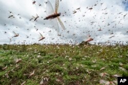 FILE - Swarms of desert locusts fly up into the air from crops in Katitika village, Kitui county, Kenya, Jan. 24, 2020.